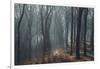 Sunlight in the autumnal Teutoburg Forest.-Nadja Jacke-Framed Photographic Print