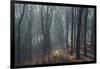 Sunlight in the autumnal Teutoburg Forest.-Nadja Jacke-Framed Photographic Print