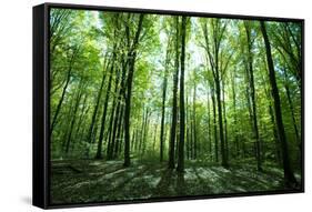 Sunlight in the Green Forest, Spring Time-Volokhatiuk-Framed Stretched Canvas