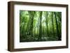 Sunlight in the Green Forest, Spring Time-Volokhatiuk-Framed Photographic Print