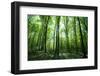 Sunlight in the Green Forest, Spring Time-Volokhatiuk-Framed Photographic Print