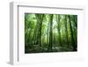 Sunlight in the Green Forest, Spring Time-Volokhatiuk-Framed Photographic Print