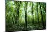 Sunlight in the Green Forest, Spring Time-Volokhatiuk-Mounted Photographic Print