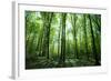 Sunlight in the Green Forest, Spring Time-Volokhatiuk-Framed Photographic Print