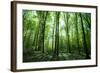 Sunlight in the Green Forest, Spring Time-Volokhatiuk-Framed Photographic Print