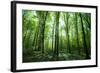 Sunlight in the Green Forest, Spring Time-Volokhatiuk-Framed Photographic Print