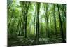 Sunlight in the Green Forest, Spring Time-Volokhatiuk-Mounted Photographic Print