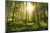 Sunlight in the Green Forest-null-Mounted Art Print