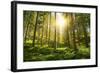 Sunlight in the Green Forest-null-Framed Art Print