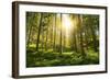 Sunlight in the Green Forest-null-Framed Art Print