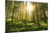 Sunlight in the Green Forest-null-Mounted Art Print