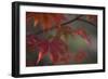 Sunlight Maple I-Rita Crane-Framed Photographic Print