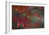 Sunlight Maple I-Rita Crane-Framed Photographic Print
