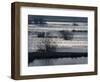 Sunlight on Flooded Wetlands in Spring, Biebrzanski National Park, Poland-Artur Tabor-Framed Premium Photographic Print