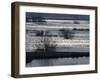 Sunlight on Flooded Wetlands in Spring, Biebrzanski National Park, Poland-Artur Tabor-Framed Photographic Print