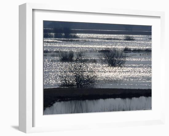 Sunlight on Flooded Wetlands in Spring, Biebrzanski National Park, Poland-Artur Tabor-Framed Photographic Print