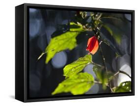 Sunlight on Malvaviscus Arboreus, a Hibiscus Plant-Alex Saberi-Framed Stretched Canvas