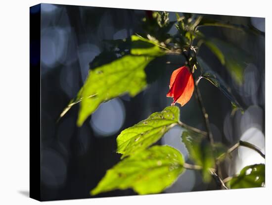 Sunlight on Malvaviscus Arboreus, a Hibiscus Plant-Alex Saberi-Stretched Canvas