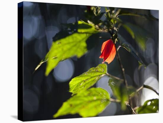 Sunlight on Malvaviscus Arboreus, a Hibiscus Plant-Alex Saberi-Stretched Canvas