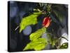 Sunlight on Malvaviscus Arboreus, a Hibiscus Plant-Alex Saberi-Stretched Canvas