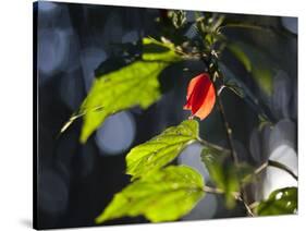 Sunlight on Malvaviscus Arboreus, a Hibiscus Plant-Alex Saberi-Stretched Canvas