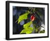 Sunlight on Malvaviscus Arboreus, a Hibiscus Plant-Alex Saberi-Framed Premium Photographic Print