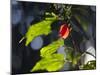 Sunlight on Malvaviscus Arboreus, a Hibiscus Plant-Alex Saberi-Mounted Premium Photographic Print