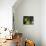 Sunlight on Malvaviscus Arboreus, a Hibiscus Plant-Alex Saberi-Photographic Print displayed on a wall