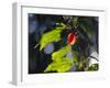 Sunlight on Malvaviscus Arboreus, a Hibiscus Plant-Alex Saberi-Framed Photographic Print