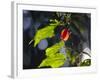 Sunlight on Malvaviscus Arboreus, a Hibiscus Plant-Alex Saberi-Framed Photographic Print