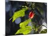 Sunlight on Malvaviscus Arboreus, a Hibiscus Plant-Alex Saberi-Mounted Photographic Print