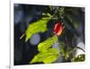 Sunlight on Malvaviscus Arboreus, a Hibiscus Plant-Alex Saberi-Framed Photographic Print