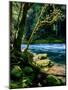 Sunlight on moss covered trees, Mackenzie River, Willamette National Forest, Linn County, Oregon...-null-Mounted Photographic Print