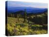 Sunlight over Field and Flowers, Portneuf Mountains, Bear River Range, Cache National Forest, Idaho-Scott T^ Smith-Stretched Canvas