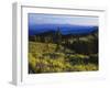 Sunlight over Field and Flowers, Portneuf Mountains, Bear River Range, Cache National Forest, Idaho-Scott T^ Smith-Framed Photographic Print