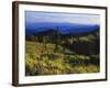 Sunlight over Field and Flowers, Portneuf Mountains, Bear River Range, Cache National Forest, Idaho-Scott T^ Smith-Framed Photographic Print