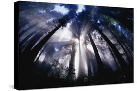 Sunlight Passing Through Redwood Forest-Darrell Gulin-Stretched Canvas