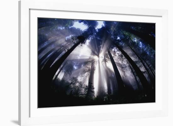 Sunlight Passing Through Redwood Forest-Darrell Gulin-Framed Photographic Print