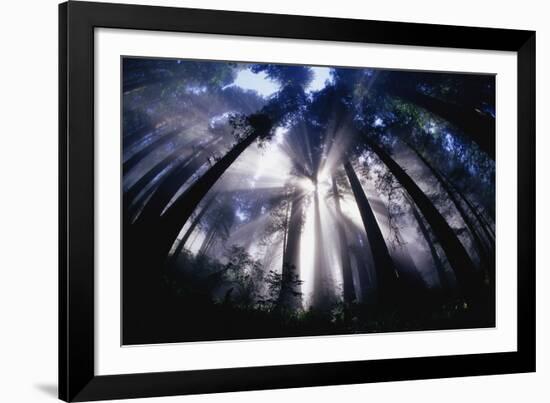 Sunlight Passing Through Redwood Forest-Darrell Gulin-Framed Photographic Print