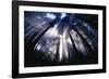 Sunlight Passing Through Redwood Forest-Darrell Gulin-Framed Photographic Print