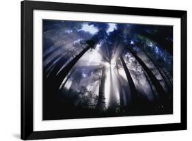 Sunlight Passing Through Redwood Forest-Darrell Gulin-Framed Photographic Print