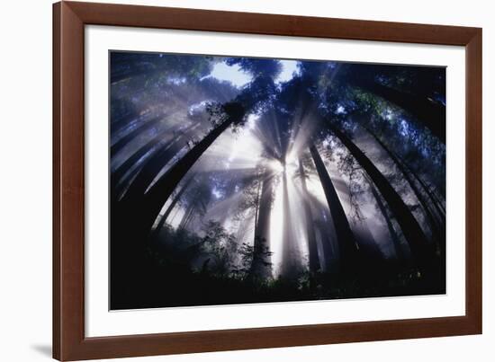 Sunlight Passing Through Redwood Forest-Darrell Gulin-Framed Photographic Print