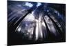 Sunlight Passing Through Redwood Forest-Darrell Gulin-Mounted Photographic Print