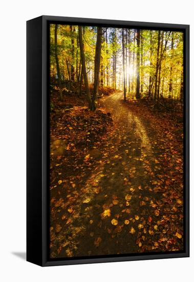Sunlight Path in A Fall Forest-SHS Photography-Framed Stretched Canvas