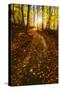 Sunlight Path in A Fall Forest-SHS Photography-Stretched Canvas