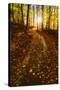 Sunlight Path in A Fall Forest-SHS Photography-Stretched Canvas