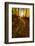 Sunlight Path in A Fall Forest-SHS Photography-Framed Photographic Print