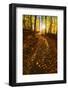 Sunlight Path in A Fall Forest-SHS Photography-Framed Photographic Print