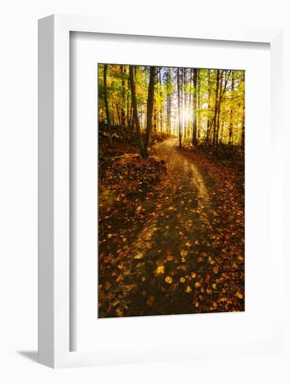 Sunlight Path in A Fall Forest-SHS Photography-Framed Photographic Print