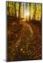 Sunlight Path in A Fall Forest-SHS Photography-Mounted Photographic Print